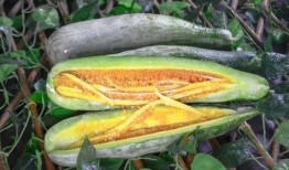 网红刘雅婧吃瓜,一场吃瓜盛宴背后的故事